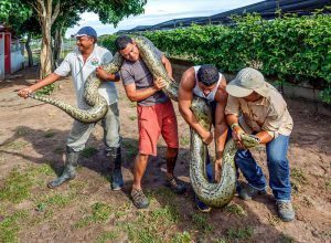 Un grupo de personal kennel espectáculo turistas seis metros anaconda
