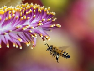 Abejas de Miel 101: Hechos Divertidos y Preguntas Exploradas