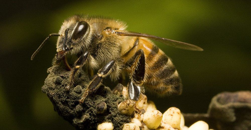 Información útil Sobre las Abejas Asesinas y Deshazte de Ellas Rápidamente