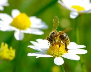 Abeja en la flor de manzanilla.