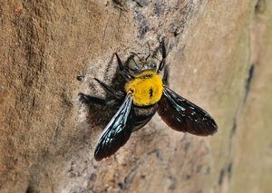 Una Abeja Carpintera en la pared.