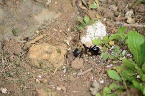 Una Abeja Carpintera en la arena.