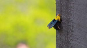 Una Abeja Carpintera en un árbol