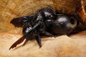 Una Abeja Carpintera comiendo.