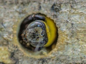 Una Abeja Carpintera escondiéndose.