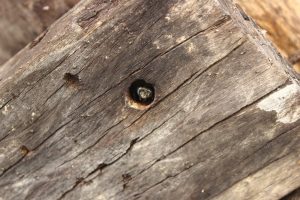 Abejas Carpinteras en la madera.