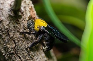 Una Abeja Carpintera en la naturaleza.