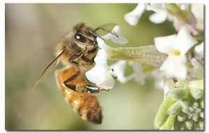 abeja africanizada individual en flor blanca