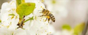 una abeja de miel africanizada en flor blanca