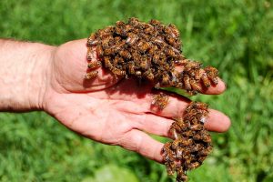 Abejas en mano humana.