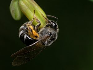 Una abeja excavadora solitaria en una planta.
