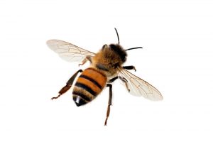 Abejas occidentales de la miel en el fondo blanco. Una abeja occidental de la miel en el fondo blanco.