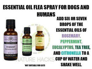 Aceites esenciales Citronella e introducciones