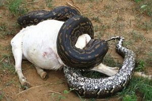 Serpiente pitón comiendo una cabra