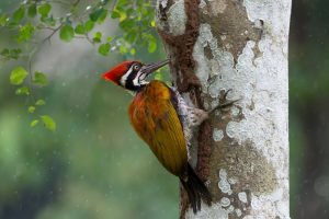 un pájaro carpintero en el árbol