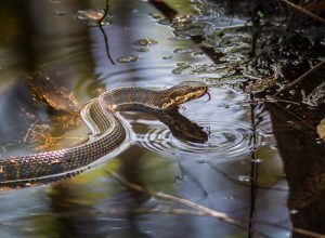 Una serpiente de la boca de algodón está nadando