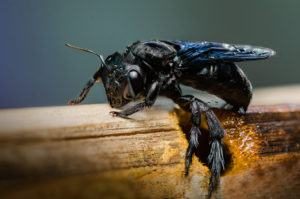 Agujero de la abeja de carpintero