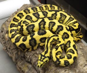 Alfombra de descanso serpiente Python
