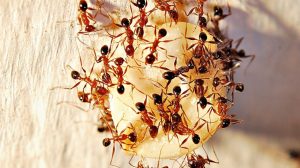 Hormigas Faraón: Datos Básicos y Cómo Deshacerse de Ellos