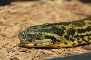 Anaconda manchada oscura tumbada en el suelo