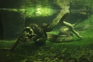 Anaconda verde nadando bajo el agua