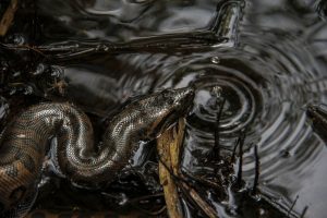 Un bebé anaconda nadando en el agua