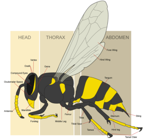 anatomía de la abeja amarilla