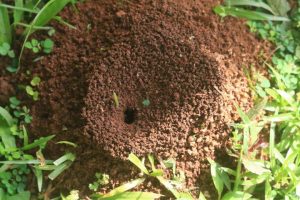 Anidamiento de hormigas al aire libre