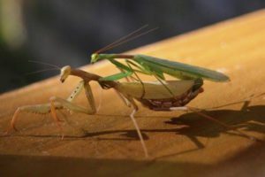 Dos mantis rezando se aparean en plantas