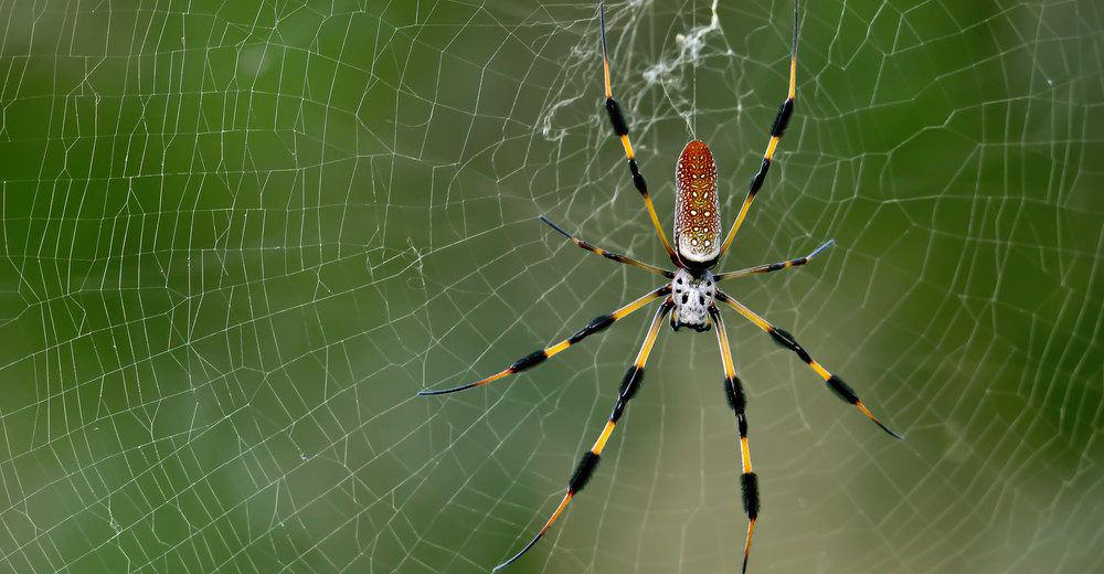 Tejido de la araña banana