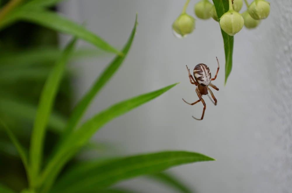 Trampas de Araña: 9 Trampas de Araña más Vendidas y cómo Usarlos