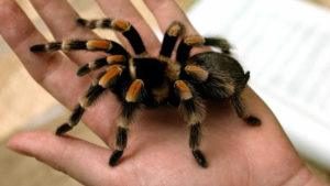 Araña Tarantula en la mano de un humano.