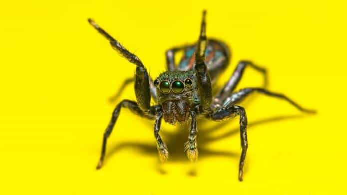 Identificación de Mordeduras de Araña: Síntomas de Diferentes Tipos con Imágenes