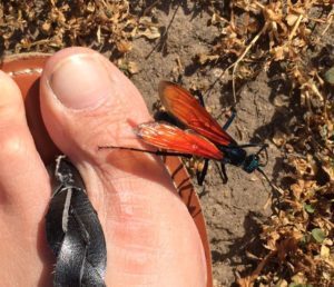 Araña avispa picaduras en el dedo humano.