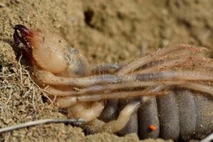 Araña de camello femenina lista para poner huevos