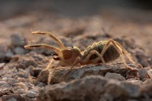 Araña de camello tirada en arena y roca