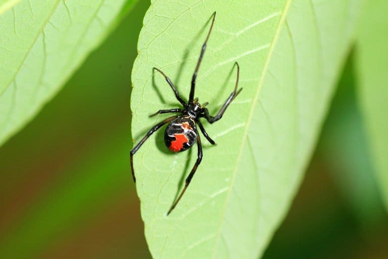 Araña de la espalda roja en la hoja verde.