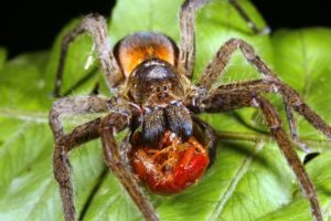 Araña de lobo tropical alimentándose en un ciempiés.