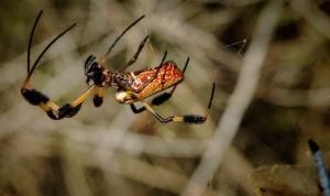 Araña de plátano aislada de primer plano.