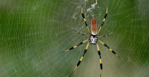 Datos de Araña de Plátano y Tratamiento de Mordeduras