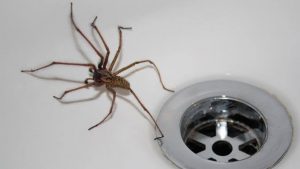 Cómo Deshacerse de las Arañas en la Casa en 3 Sencillos Pasos