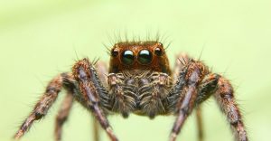 Arañas 101: Increíbles Hechos, Especies Comunes y Prevención