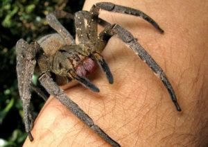Araña vagabunda brasileña muerde en humanos.