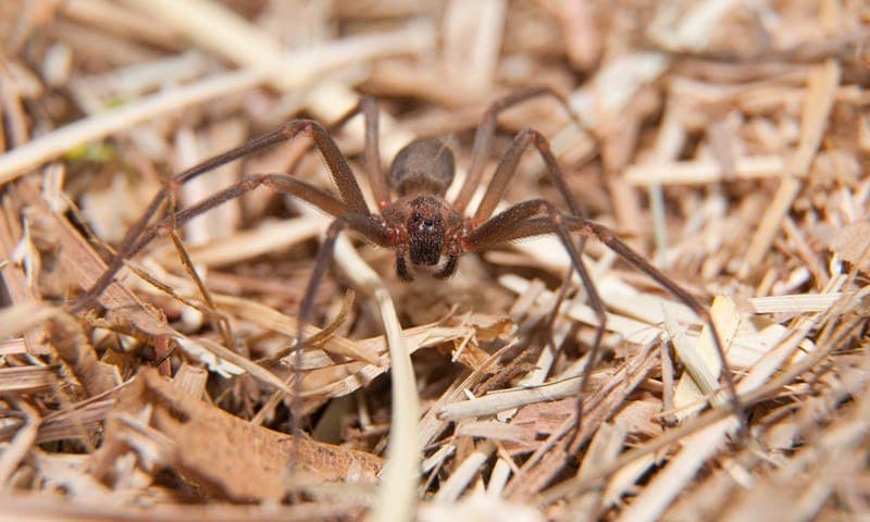 Arañas Reclutas Marrones: 15 Hechos e Información