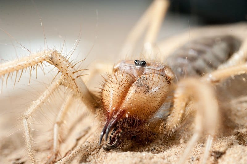 Arañas de Camello: Distinguir el Hecho de la Ficción con 5 Mitos Sin Trabar
