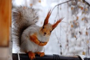 Una hermosa ardilla en la naturaleza.