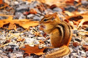 Una ardilla está comiendo algo fuera