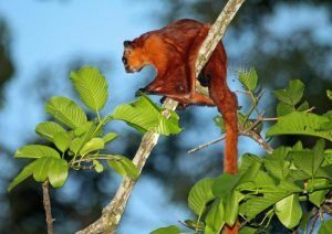 Quirris de vuelo rojo aislado en la rama.