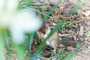 Primer plano de una ardilla en la naturaleza