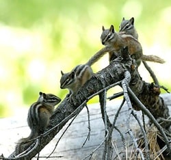 Varias ardillas en la naturaleza